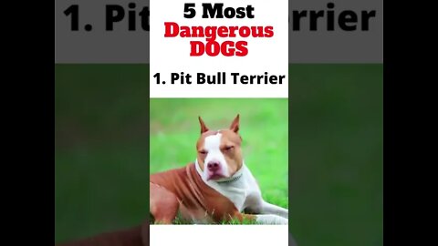 Most Dangerous Dogs In The World - Top 5 Most Dangerous Dogs - #shorts