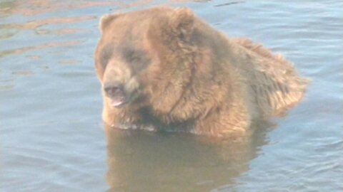 Bear taking a bath