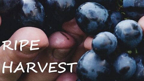 "Ripe Harvest" (Genesis 8:22)