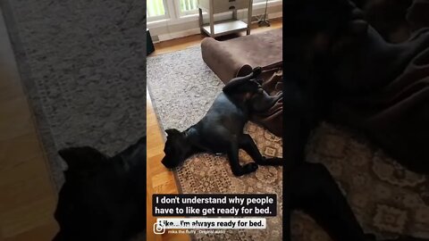 How Does Your Cane Corso Sleep? #shorts #funnydogs #viral
