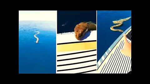 Man Bumps Into Sea Snake While Paddle Boarding In Ocean. Watch Incredible Viral Video