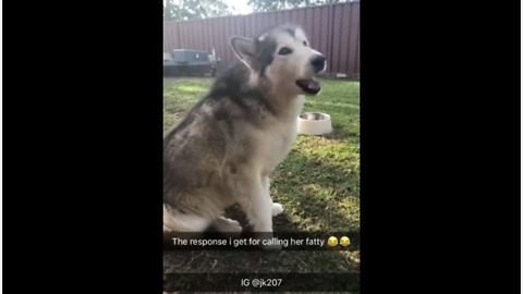 Insecure dog hilariously responds to owner's name-calling