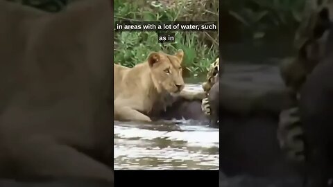"Deadly Ambush: Lion Attacks Buffalo in Water in a Brutal Showdown"