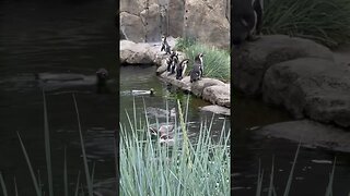 Calgary Penguins Hanging Out #shorts #penguin #zoo #penguin #enterthecronic