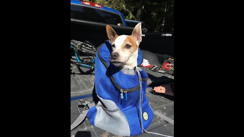 Backpack Pup