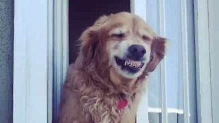 Hund hilser på naboen med et smil