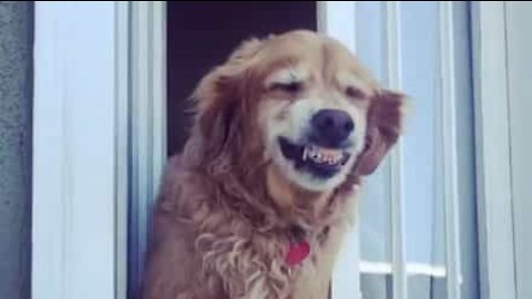 Hund hilser på naboen med et smil