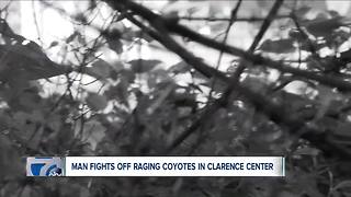 Dog attacked by coyotes in Clarence