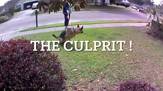 SHAME! SHAME! Bad Neighbors CAUGHT on Camera Destroying lawn ! CURB YOUR DOG! GET OFF MY LAWN !!!