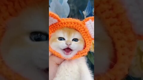 Cutest Tiktok Cat 🐈#cute #funnyanimals #funnyvideos #tiktok #cat 2022