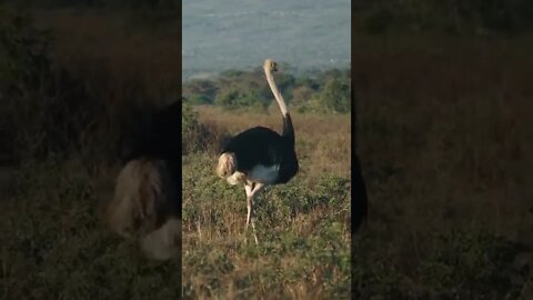 Our Close Encounter With Ostrich Family!🤔#shorts #safari #travel #travelling