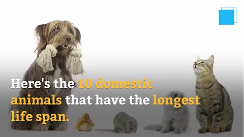 Top 10 pets that live the longest