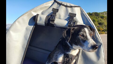 The best way to bring your dogs on motorcycle ( PART 1 )