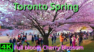 【4K】🌸 Cherry Blossom 🌸 Peek Bloom Toronto Canada 🇨🇦