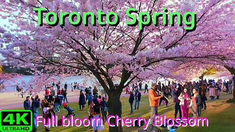 【4K】🌸 Cherry Blossom 🌸 Peek Bloom Toronto Canada 🇨🇦