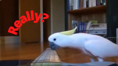 incredible! cockatoo tries to play guitar