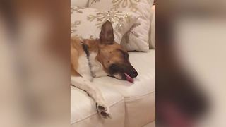 "A Sleepy Dog Dreams and Sticks His Tongue Out"