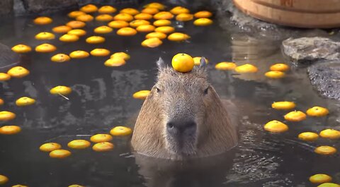 Capybara with mandarin orange on head in the openair bath