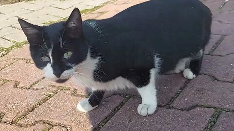 Cute Stray Cat with Kittens