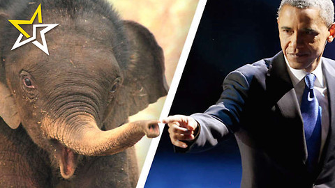 Obama Administration Passes New Rule Under Endangered Species Act That May Just Save Elephants