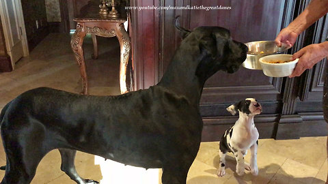 Great Dane and 7 Week Old Puppy Are Excited To Eat Together