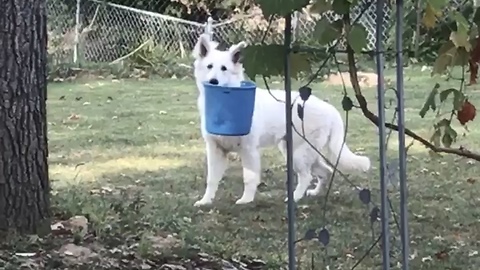 Guilty German Shepherd Gets Caught Red-Handed With A Bucket