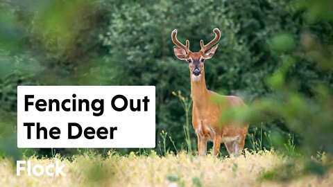 A FOREST Without DEER BROWSE — Ep. 045