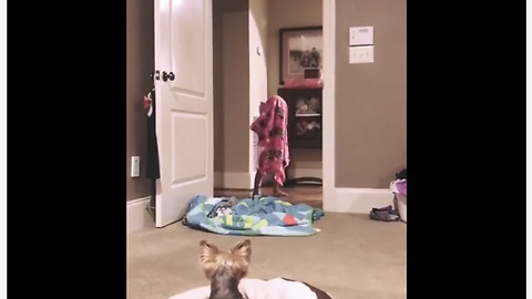 Epic fail: Toddler spoils dog's 'What The Fluff' challenge