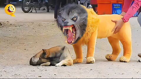 Can You Scare a Dog? Funny Pranks on Our Pup! (Lion, Tiger, & Giant Box!)