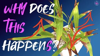 How to care for Ground Orchids | How to care for Terrestrial Orchids | Landscape🏞& Potted up 🪴
