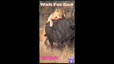 The Circle of Life: Lion's Hunt for Fresh Buffalo........... #lion #buffalo #wild #wildanimal