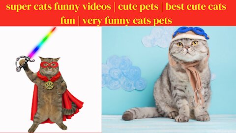 super cats funny videos | cute pets | best cute cats fun | very funny cats pets