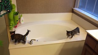 Sweet Kittens turn Bathtub into their Playground