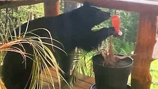 Un ours s'invite sur sa terrasse, attiré par la mangeoire à oiseaux