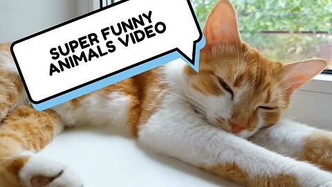 Funny Animals Video/ Laugh and Fun Video/ Funny Cats - Dogs/ Happy Pet 2024