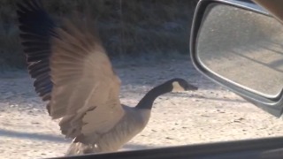 Amazing Goose Flies Beside A Moving Car!
