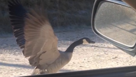 Amazing Goose Flies Beside A Moving Car!