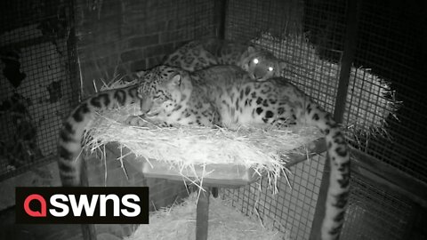 Meet the adorable snow leopard couple who snuggle together EVERY NIGHT