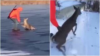 Caçadores resgatam veado preso no gelo