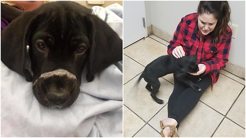 Poor black Puppy Found With Zip Tie Around Mouth But Now Has A New Family