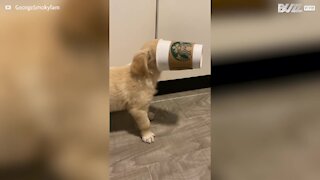 Puppy gets muzzle wedged in cup
