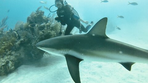 Scuba Diving in Shark Alley - Bahamas