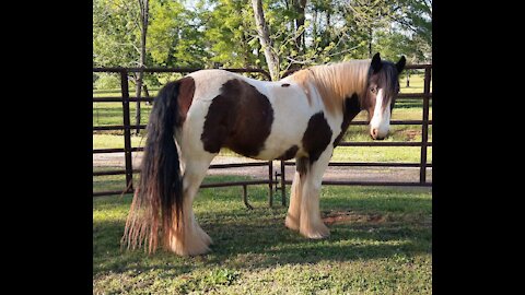 Gypsy Horse Rollin Thunder Maia Investigating Barn