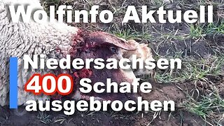 Wolfinfo Aktuell 110 (Niedersachsen: Jetzt reichts ! )