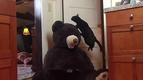 Jumping kitty in slow motion leaps over stuffed animal