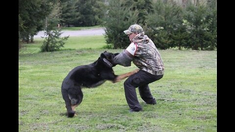 Violent Criminal Bitten by every Police K9 in the County