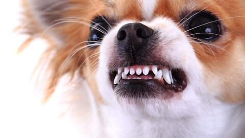 How to make dogs become aggressive in an instant with few simple tricks