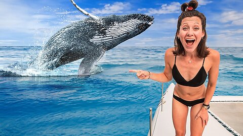 Swimming with Baby Humpback Whales (incredible encounters)