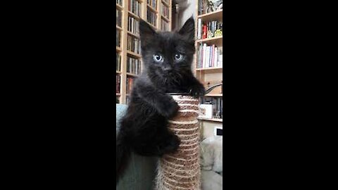 cute kitten videos short leg cat😸