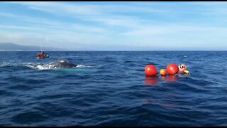 WATCH: Female humpback whale disentangled near St. Francis Bay (Eup)